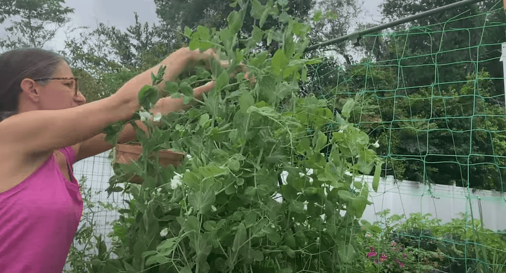 Small Garden Harvest